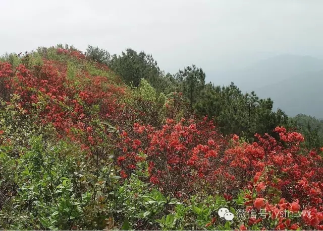 管家婆资料公开网站